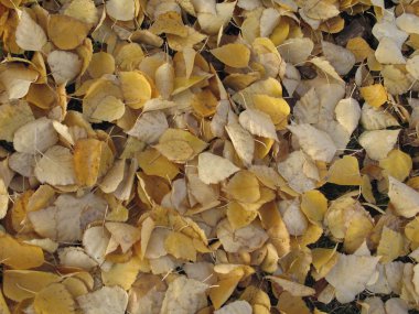 Sonbahar sonbahar yeşillik zemin sahne 