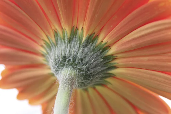 Jemná Červená Gerbera Sedmikráska Květ — Stock fotografie