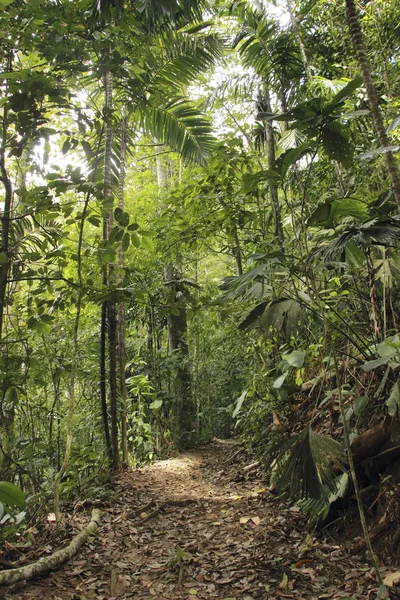 Yol yüksek orman rainforest venezuela