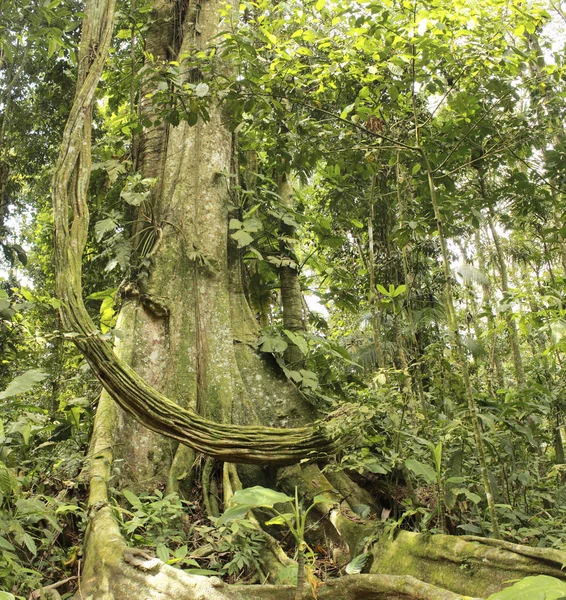 Regenwald Venezuela Mit Ficus Wurzeln Dschungel Szene — Stockfoto