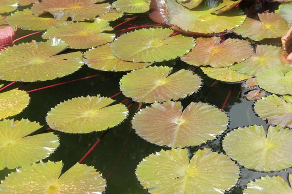 Bunga Mawar Mengambang Kolam — Stok Foto