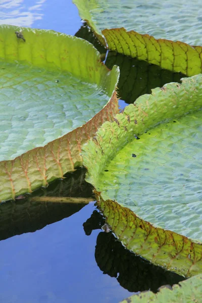 Riesige Seerose Victoria Cruziana Blätter Schwimmend Einem Teich — Stockfoto
