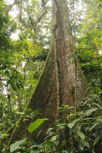 高丛林亨利 Pittier 国家公园委内瑞拉 — 图库照片