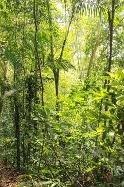 Yol yağmur ormanlarında Venezuela orman sahne