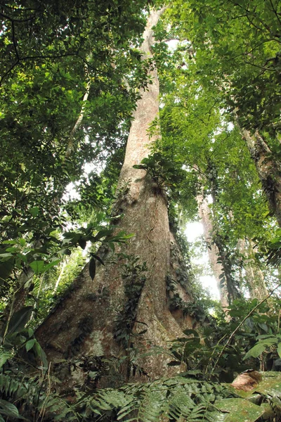 Giant tree Gyranthera caribensis in the jungle Henri Pittier National Park Venezuela