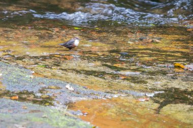 Hızlı akan Wels larva için Dipper (Cinclus Cinclus) avcılık