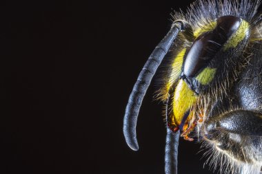 Ortak yaban arısı (Vespula vulgaris) Başkanı aşırı makro