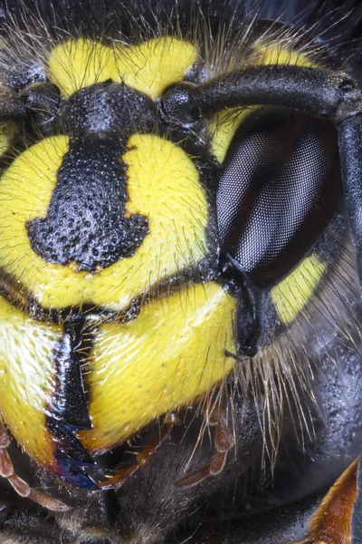 Extreme Macro of the head of Common Wasp (Vespula vulgaris) from — Stock Photo, Image