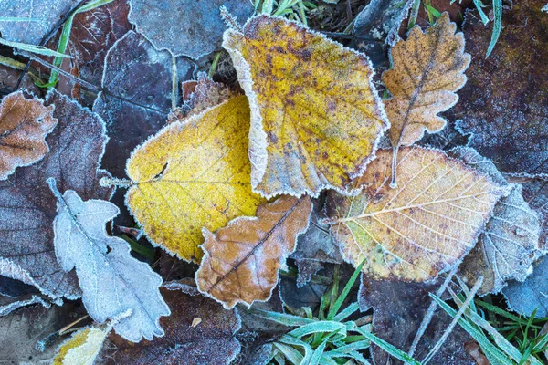 结霜的秋叶 — 图库照片