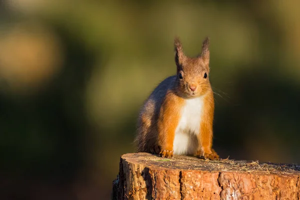 Scoiattolo rosso (Sciurus vulgaris) — Foto Stock