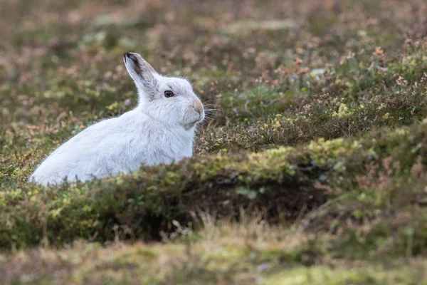 Close up de Mountain Hare (Lepus timidus ) — Fotografia de Stock