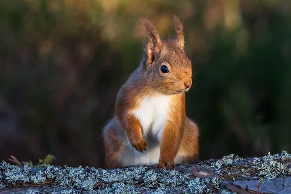 Scoiattolo rosso (sciurus vulgaris) seduto a terra — Foto Stock