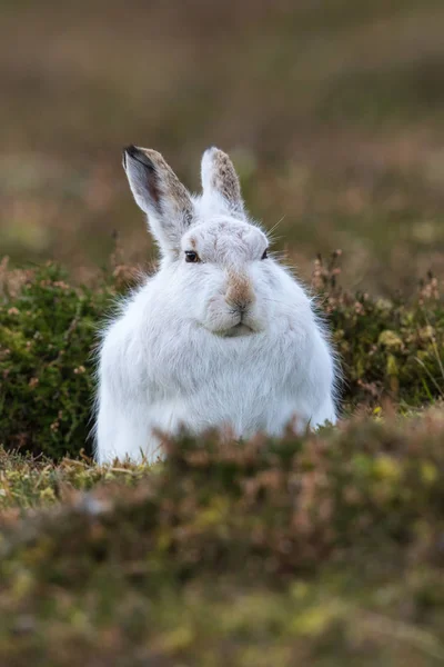 Close up de Mountain Hare (Lepus timidus ) — Fotografia de Stock