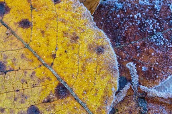 结霜的秋叶 — 图库照片