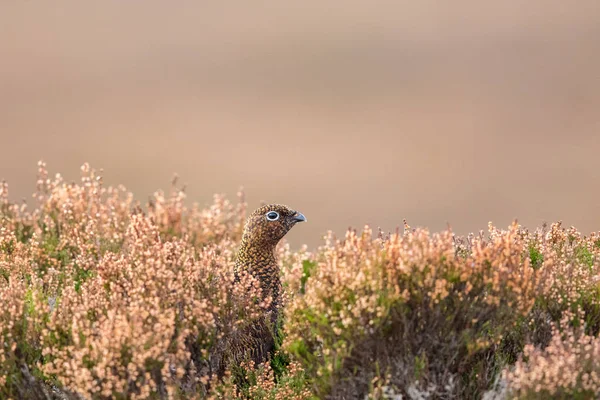 Weibliche Auerhuhn, (lagopus lagopus scoticus) Schottland, Großbritannien. — Stockfoto