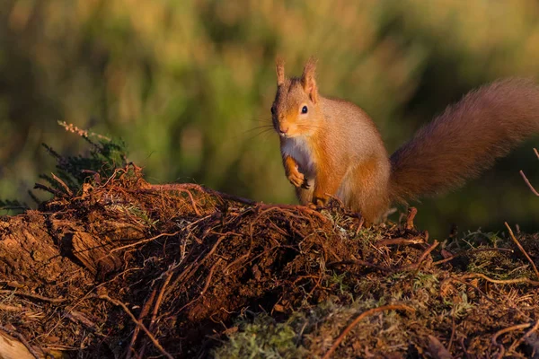 Wiewiórka (sciurus vulgaris) siedział na ziemi — Zdjęcie stockowe