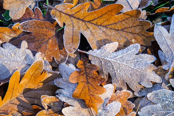Close up de folhas de outono fosco — Fotografia de Stock