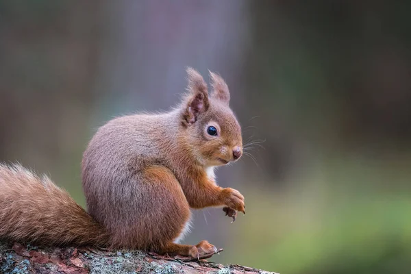 Rode eekhoorn (sciurus vulgaris), zittend op een log eten — Stockfoto