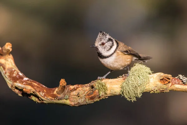 Close-up de um Tit Crested (Lophophanes cristatus ) — Fotografia de Stock