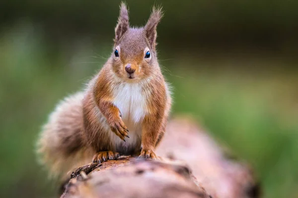 Rød egern (sciurus vulgaris) sittin på en log vender foran - Stock-foto