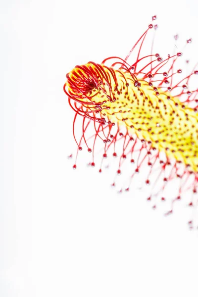 Primer plano de una hoja de rocío del sol (Drosera capensis) con tentacl pegajoso — Foto de Stock