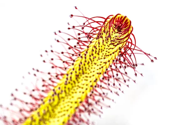 Gros plan d'une feuille de rosée (Drosera capensis) avec tentacule collante — Photo