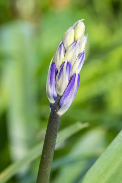 Bud Bluebell (Hyacinthoides non-scripta ) — Fotografia de Stock