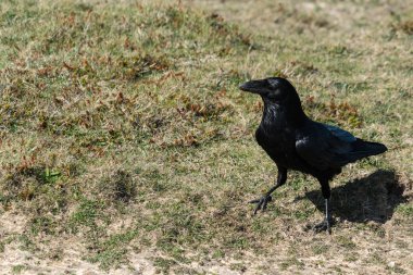 Bir yazı üzerine tünemiş bir tek karga (Corvus corax), yakın çekim
