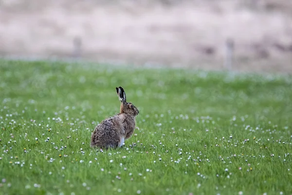 Brown Hare (Lepus europaeus) alerta y sentado en una cubierta de margarita —  Fotos de Stock