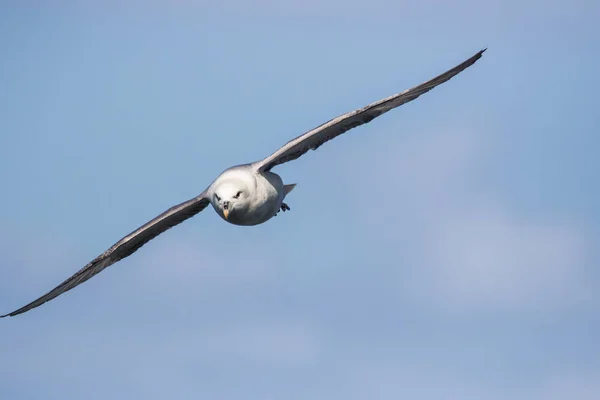 Fulmar (Fulmarus glacialis) em voo — Fotografia de Stock