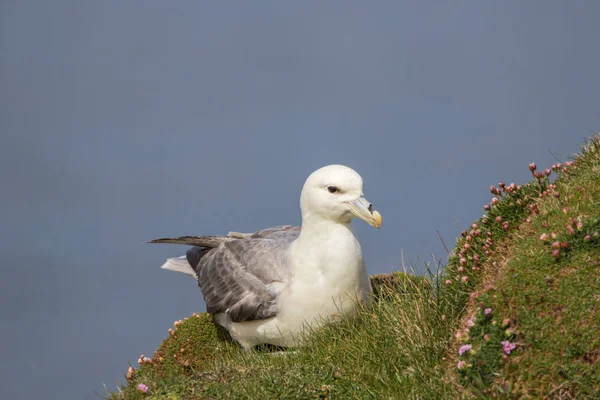 Fulmar (Fulmarus glacialis) sat on grassy slope — Stock Photo, Image