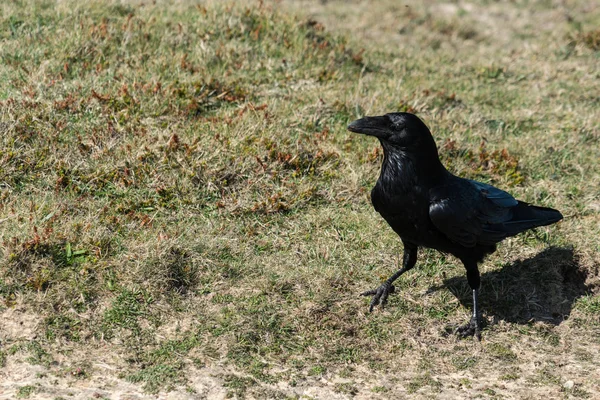 Primo piano di un singolo corvo (Corvus corax) appollaiato su un palo — Foto Stock