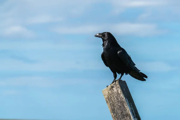 Nahaufnahme eines einzelnen Raben (corvus corax), der auf einem Pfosten thront — Stockfoto