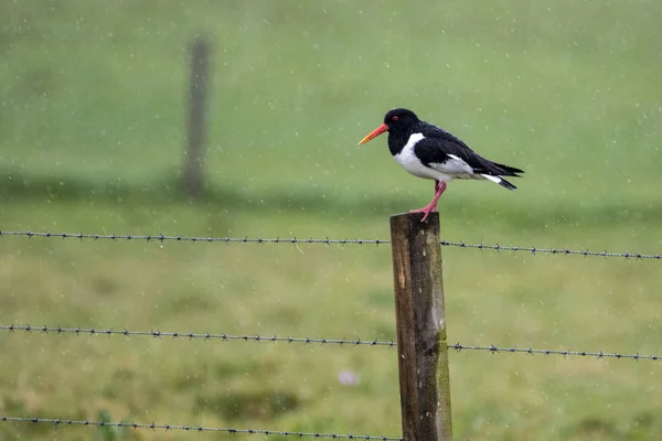 Einzelner Austernfischer (haematopus ostralegus) steht auf einem Zaun — Stockfoto