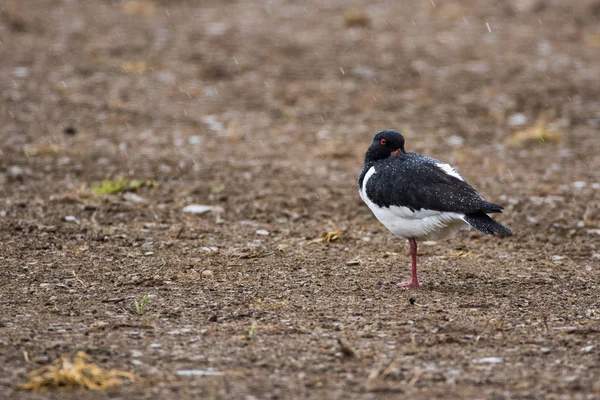 Capturador de ostras único (Haematopus ostralegus) de pie sobre una pierna — Foto de Stock