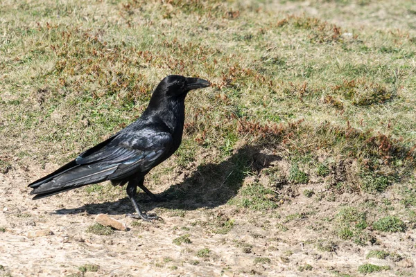 Närbild av en enda korp (Corvus corax) — Stockfoto