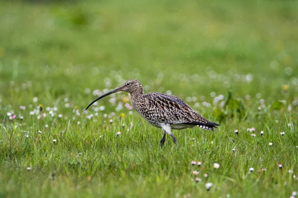 Brachvogel (numenius arquata) jagt im Regen auf der Weide — Stockfoto