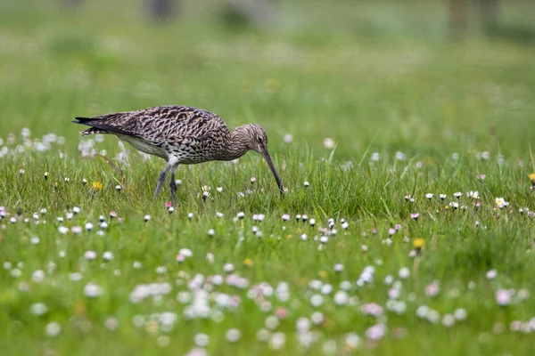 Brachvogel (numenius arquata) jagt im Regen auf der Weide — Stockfoto