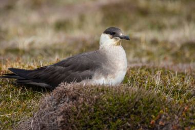 Bir Arctic o oturan korsan martı (Stercorarius parasiticus), yakın çekim