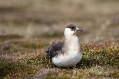 Bir Arctic o oturan korsan martı (Stercorarius parasiticus), yakın çekim