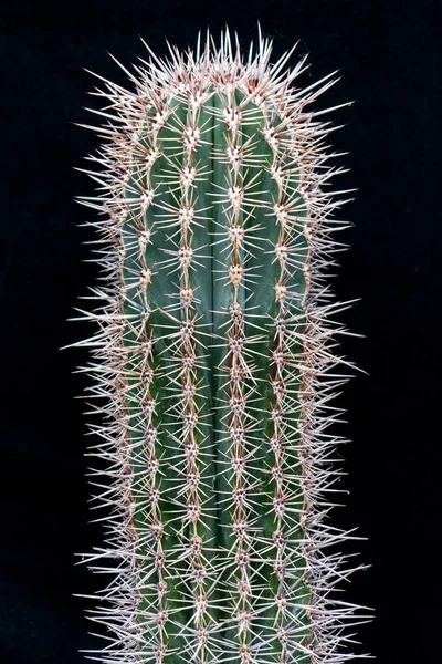 Extremidad de cactus sobre fondo negro — Foto de Stock