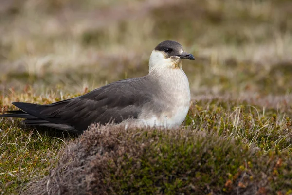 Bir Arctic o oturan korsan martı (Stercorarius parasiticus), yakın çekim