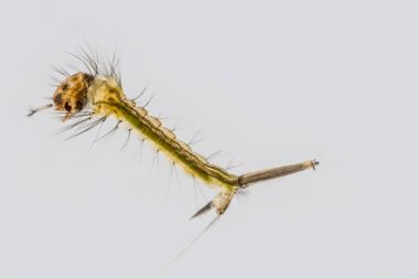 Sivrisinek Larva makro