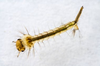 Sivrisinek Larva makro