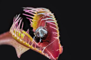 Venüs Sinek kapanı (Dionaea muscipula) yakalanan sindirilir sinek ile