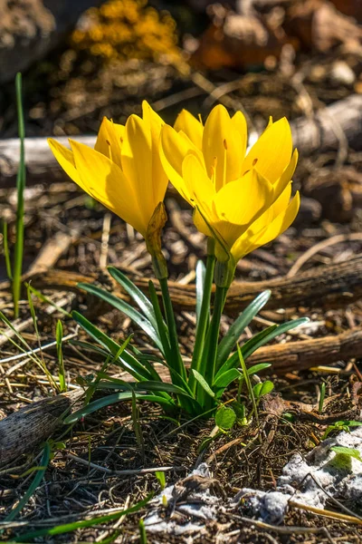 Inverno Daffodil Sternbergia Lutea Crescendo Selvagem Sicília Itália Muitas Vezes — Fotografia de Stock