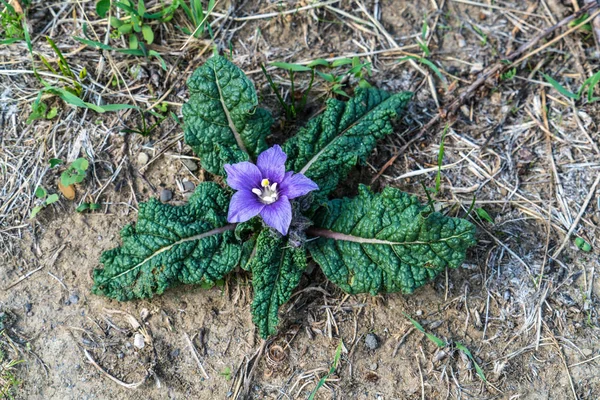 Primer Plano Una Sola Flor Púrpura Mandrake Mandragora Otoñal Sicilia —  Fotos de Stock