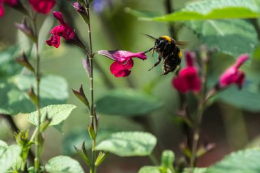Parlak güneşli bir günde koyu pembe bir salvia çiçeğinden havalanan kabarık kuyruklu Bumblebee (Bombus terrestris) uçuyor.