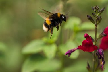 Parlak güneşli bir günde, koyu pembe bir salvia çiçeğinin üzerinde uçuşan kabarık kuyruklu Bumblebee (Bombus terrestris)
