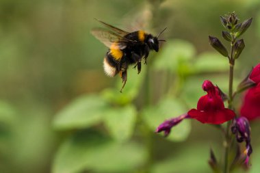 Buff-tailed Bumblebee (Bombus terrestris) in flight, above a dark pink salvia flower on a bright sunny day clipart